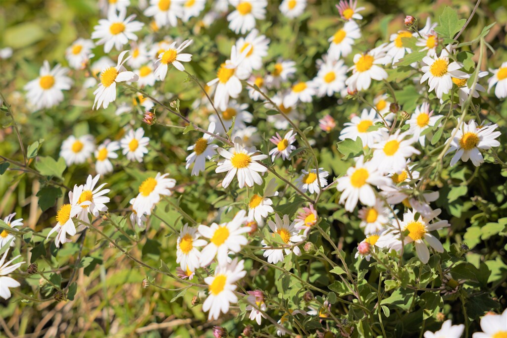 何の花？