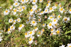 何の花？