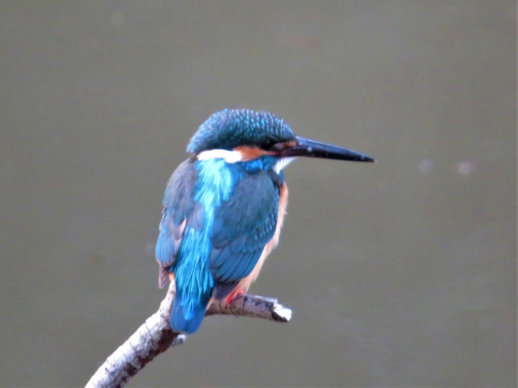 カワセミ