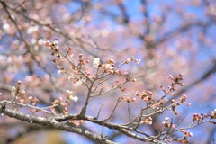 つぼみ