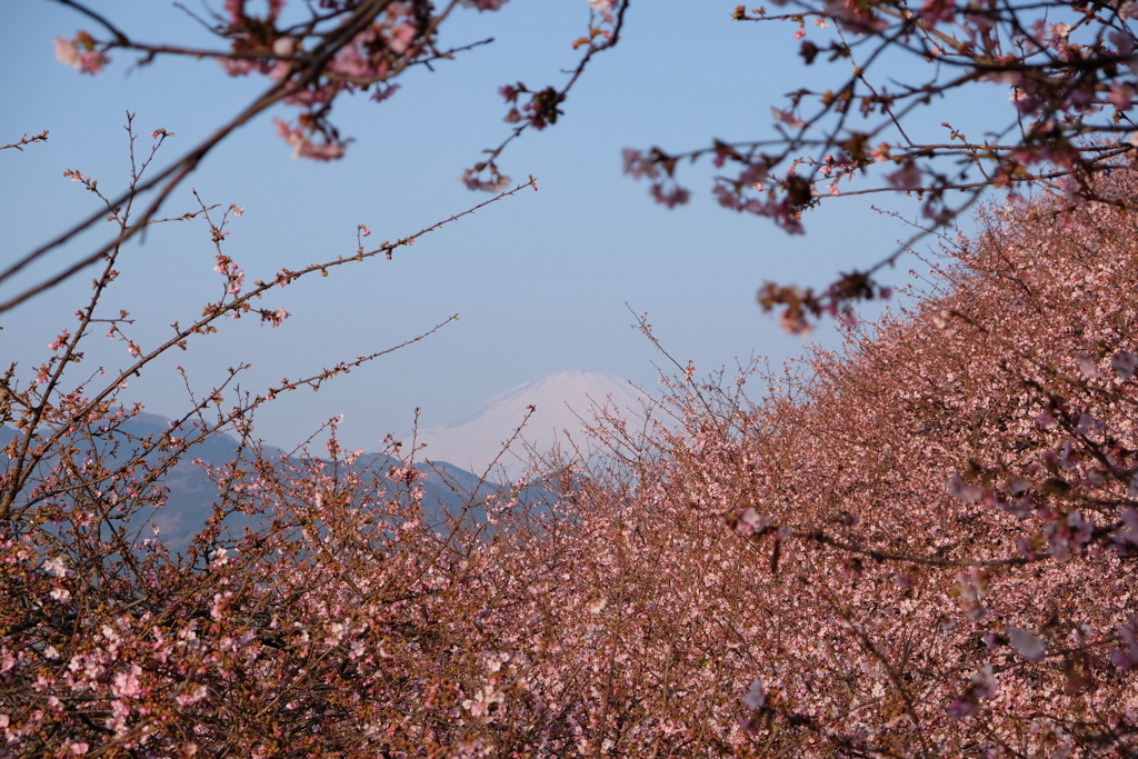 西平畑公園