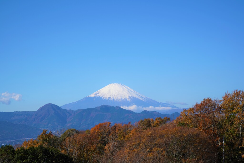 曽我丘陵の富士2