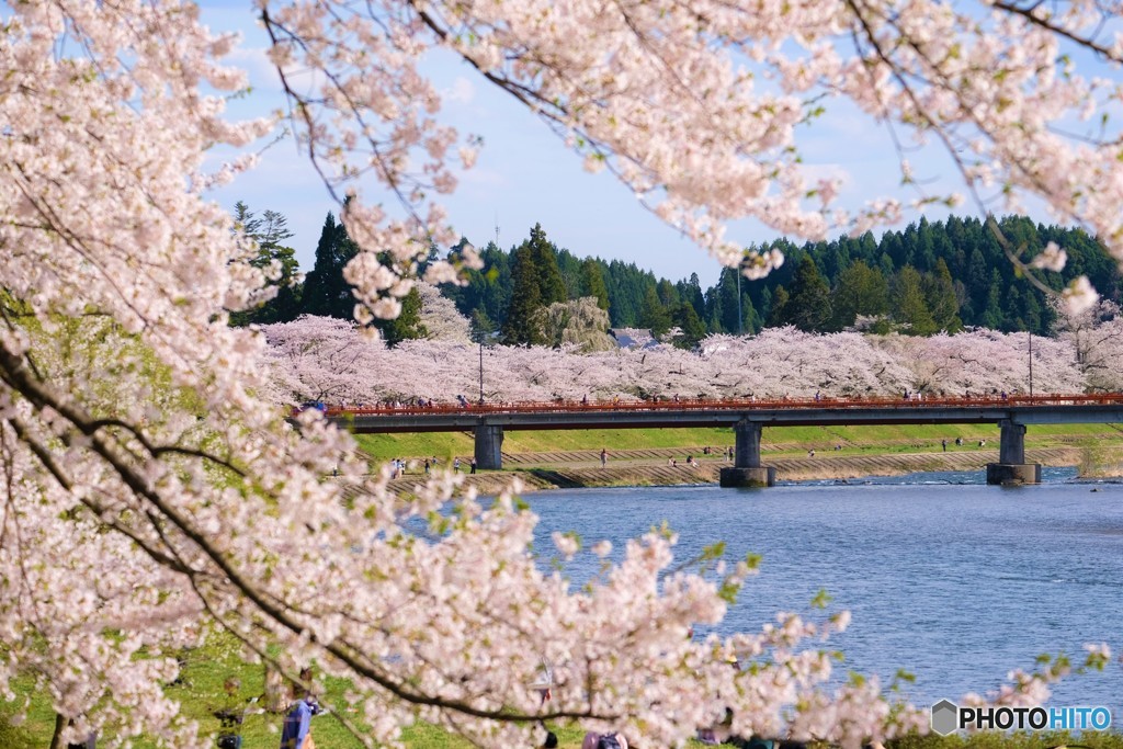 角館の春　さくらの列車