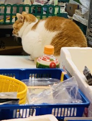 年末は猫の手も借りたい