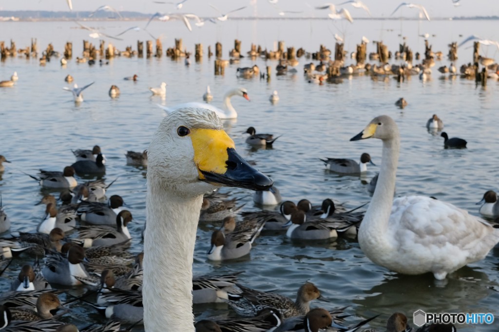 北浦　白鳥の郷　2018