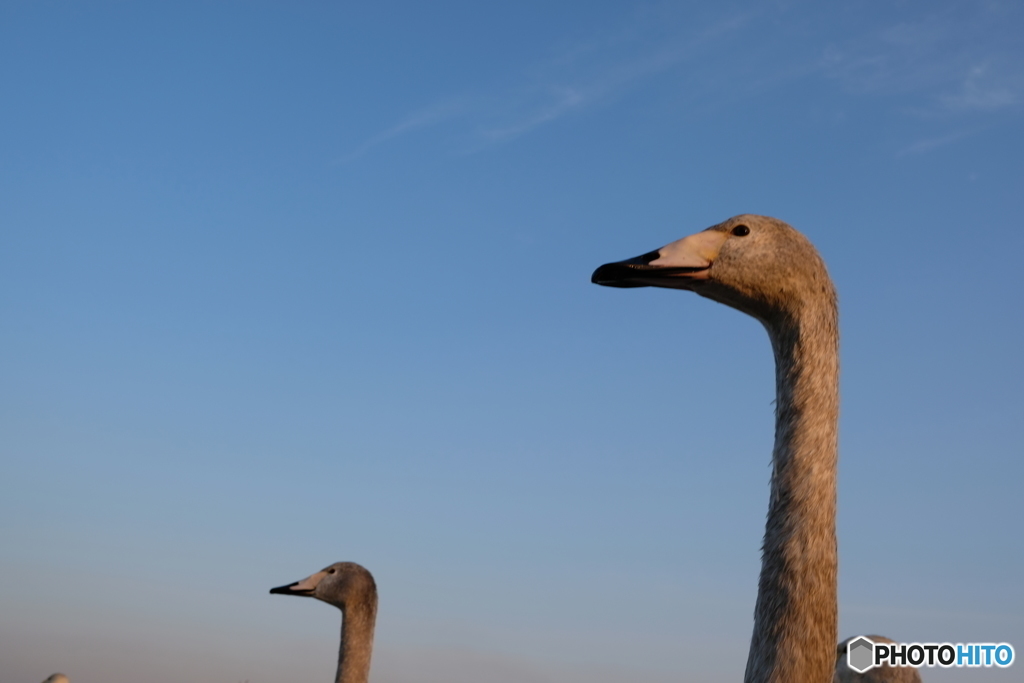 北浦　白鳥の郷　2018