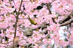 京都のめじろさん　2019年春　醍醐寺