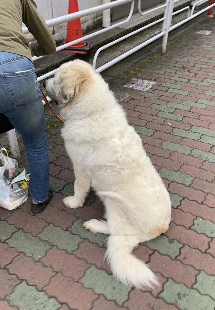 リード強く結びつけすぎだよ〜