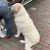 リード強く結びつけすぎだよ〜