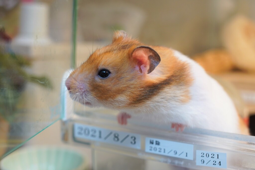 選挙速報気になるよね！！