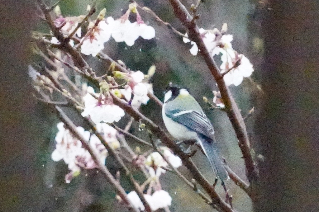 シジュウカラ