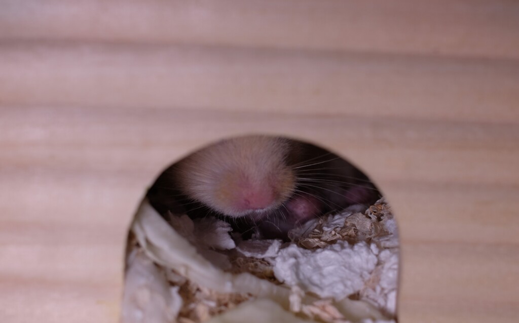 コロナだから外でないほうが良いよ