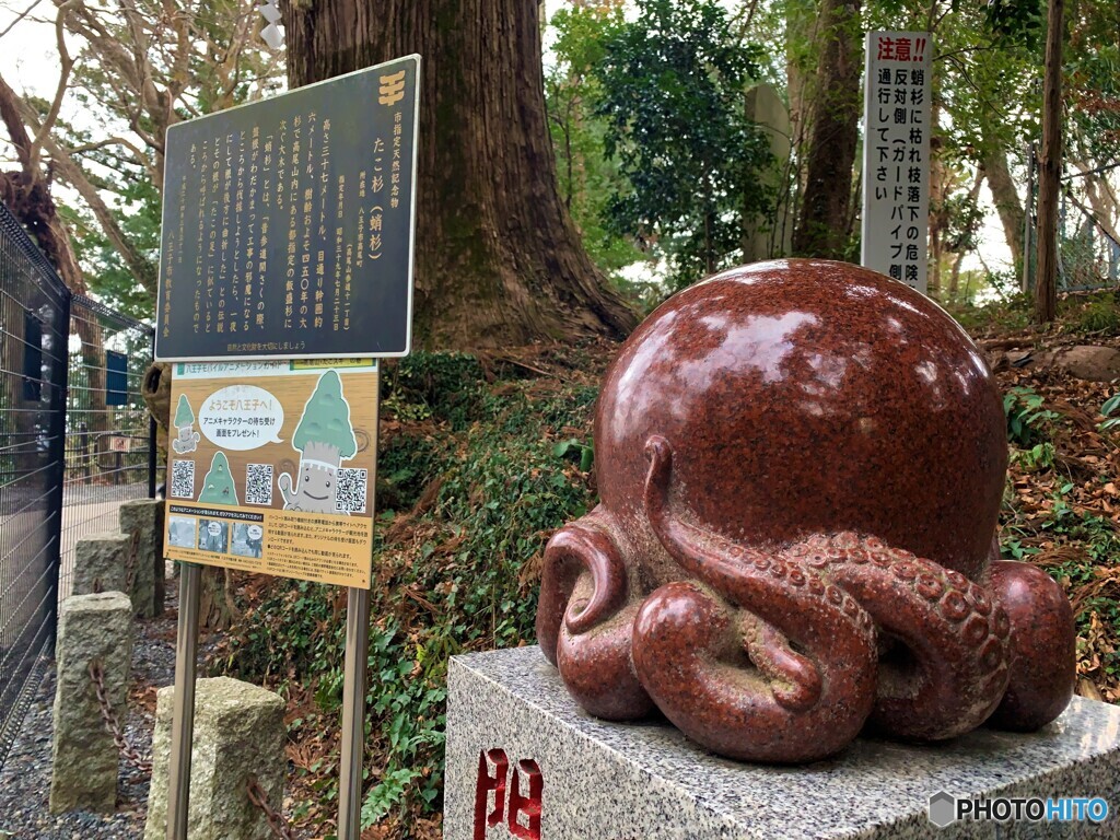 ひっぱりだこ