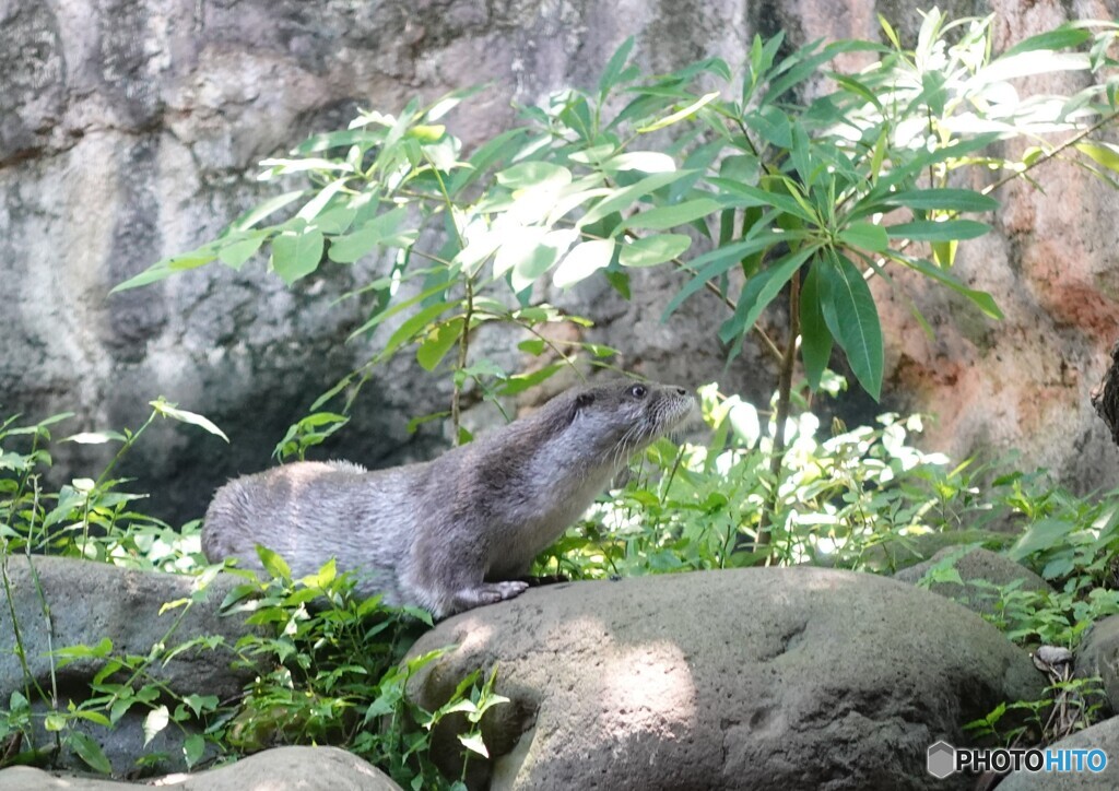 カワウソのかわいいウソ