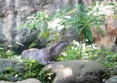 カワウソのかわいいウソ