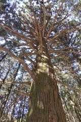 木のパワー