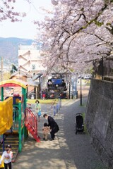 サクラサク