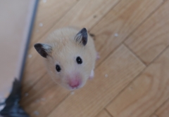 くまちゃんこんにちわ～