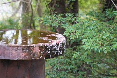 サクラの噴水？？