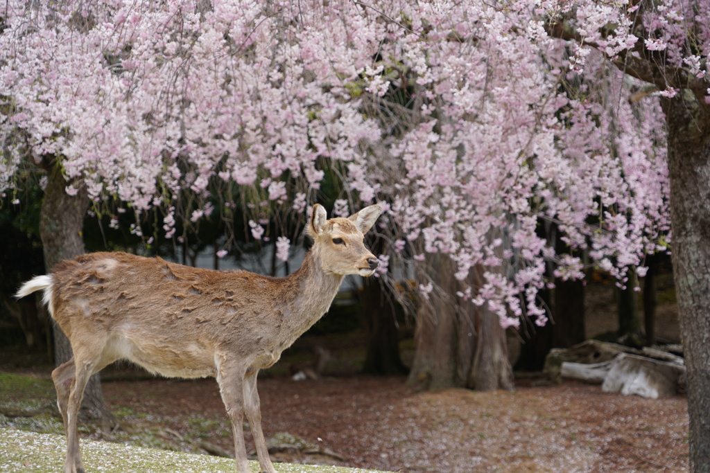 奈良公園の鹿とさくら