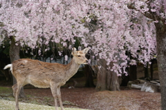 奈良公園の鹿とさくら