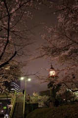 千鳥ヶ淵　桜