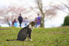 弘法山のにゃんこ