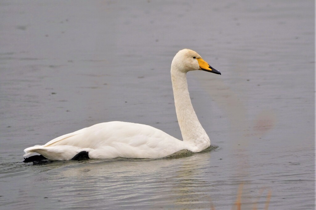北浦の白鳥さん　なつかしい