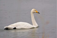 北浦の白鳥さん　なつかしい