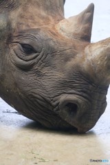 サイ
