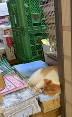 今週もオツカレ〜にゃ
