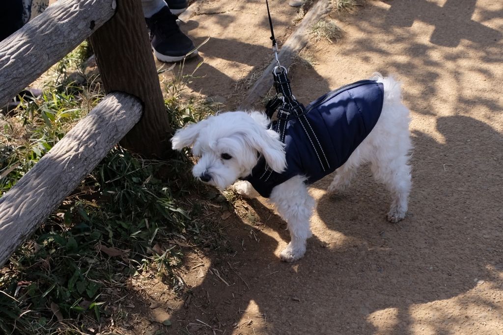 犬のパトロールです
