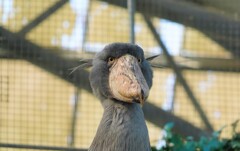 最近、口があれちゃって困ったわ
