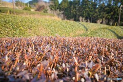 丹沢の茶畑