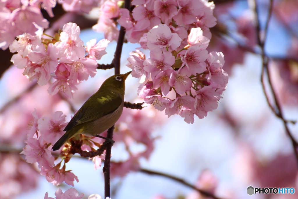 河津　桜　メジロ
