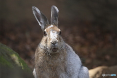 トウホクウサギ