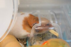 隠し財産