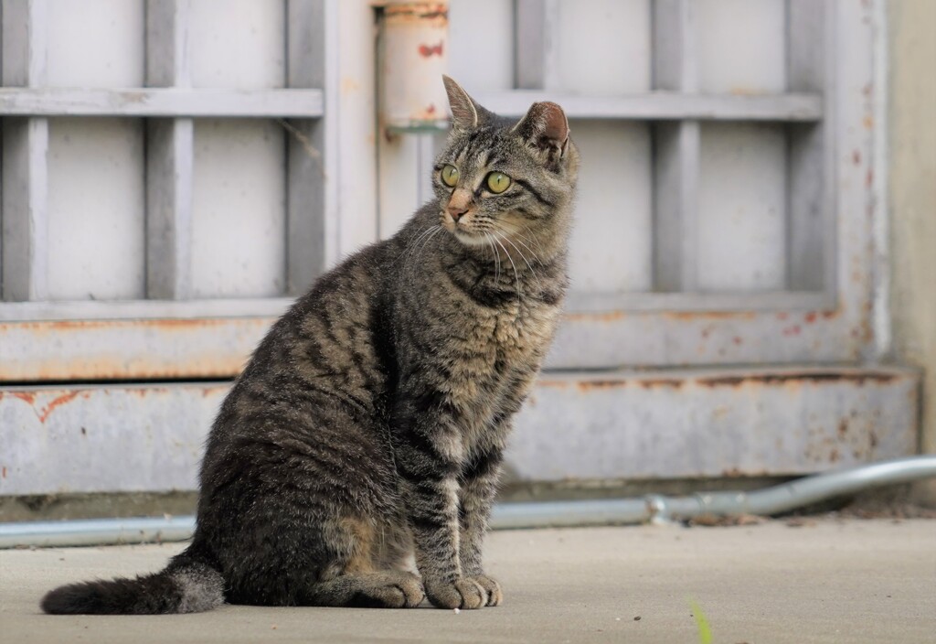 京都の猫ですニャン！