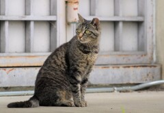 京都の猫ですニャン！