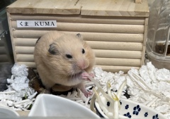 ハムちゃんがお口を膨らませ火おこしスタイルです