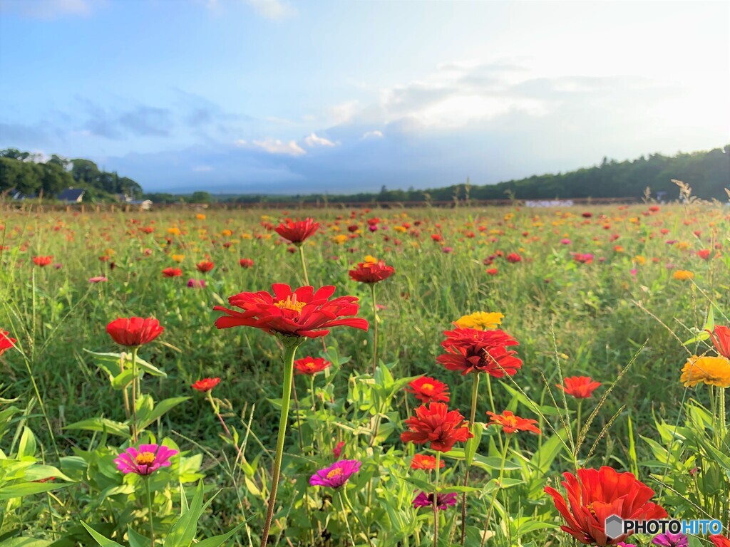 なんて花だろう？　わからんけど・・・