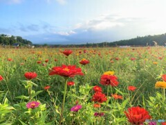 なんて花だろう？　わからんけど・・・