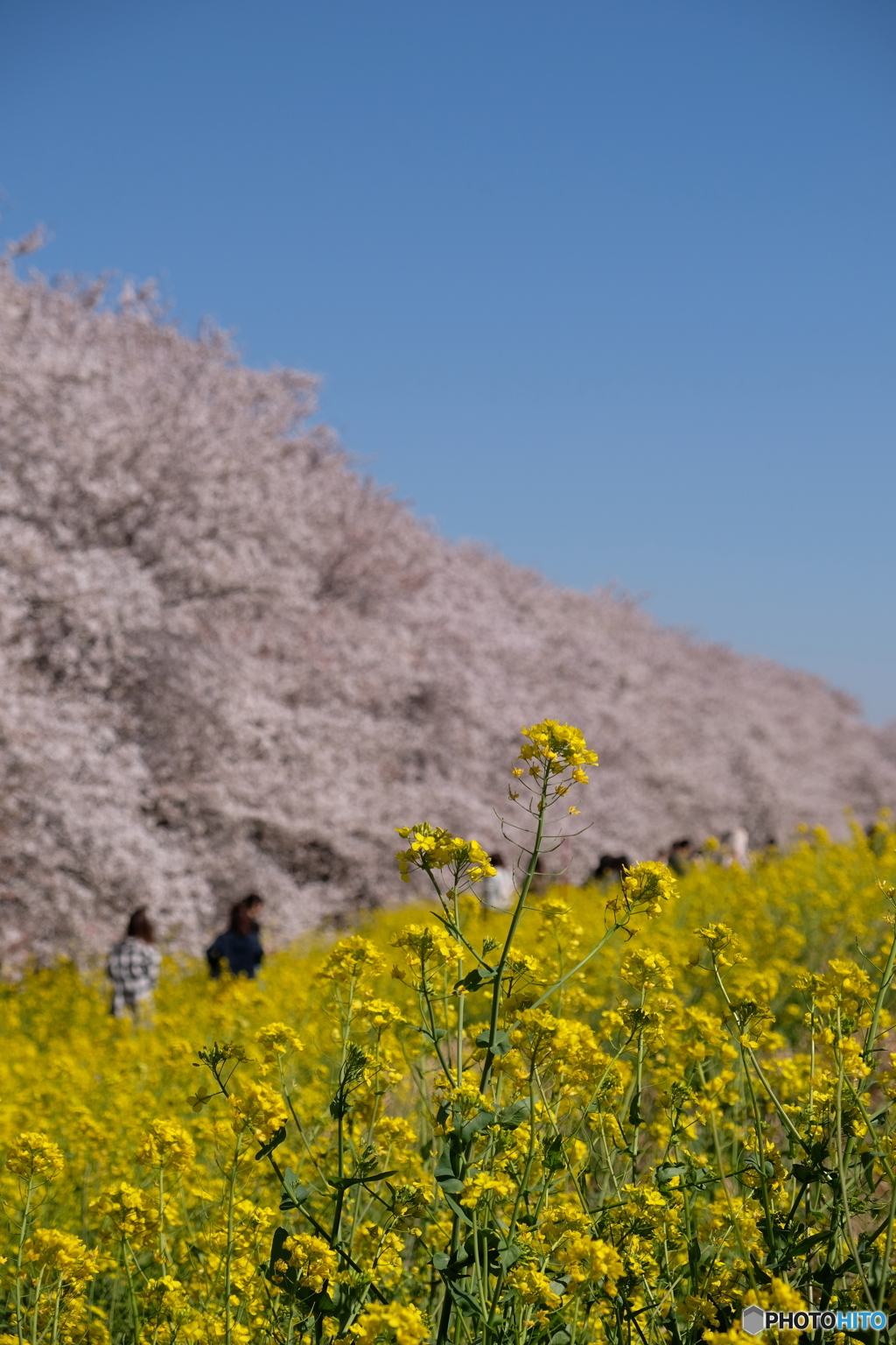 熊谷桜堤