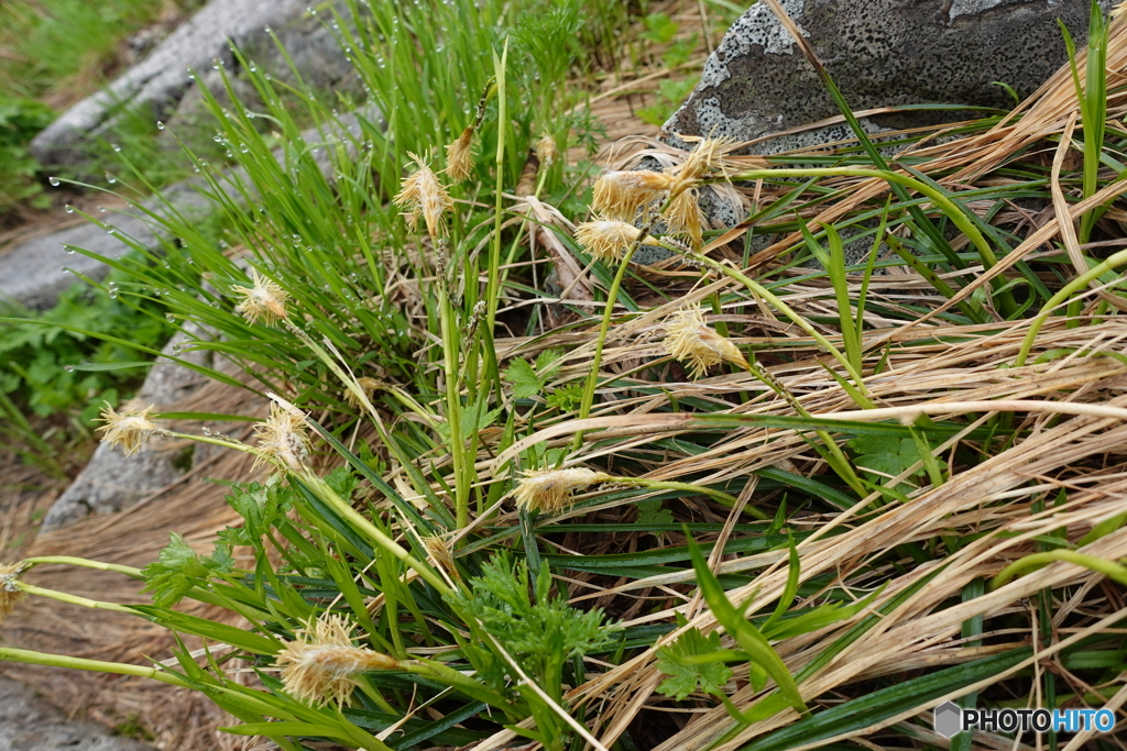 なんの花だろう？？