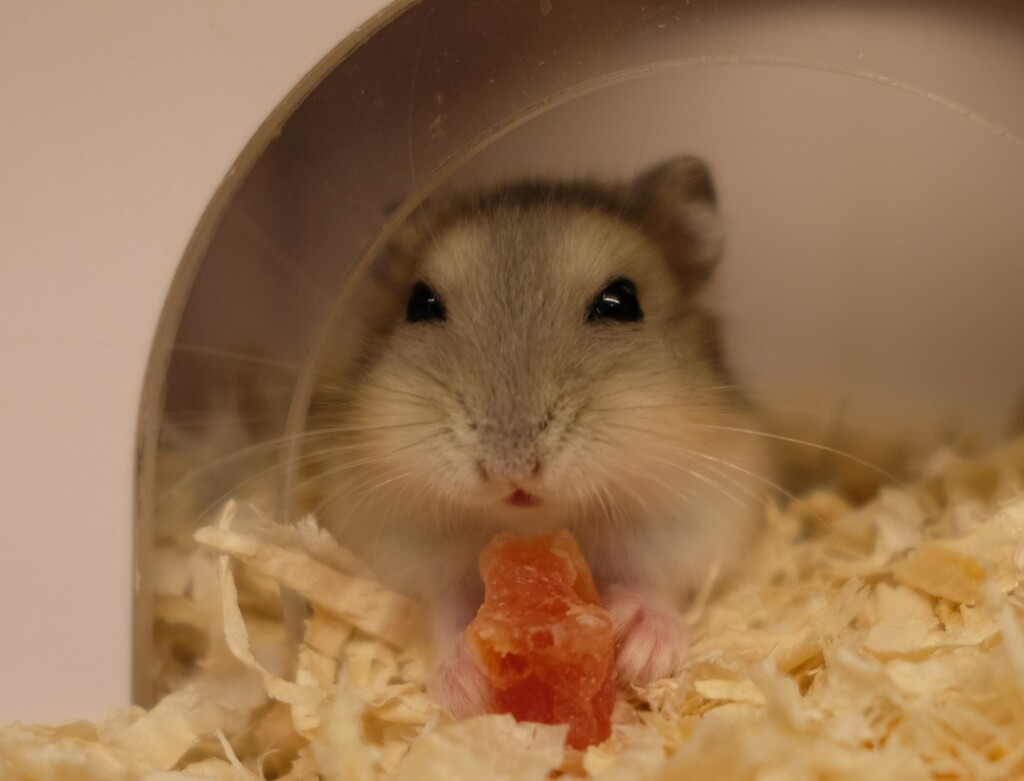 ハムスター　おいしいでちゅ