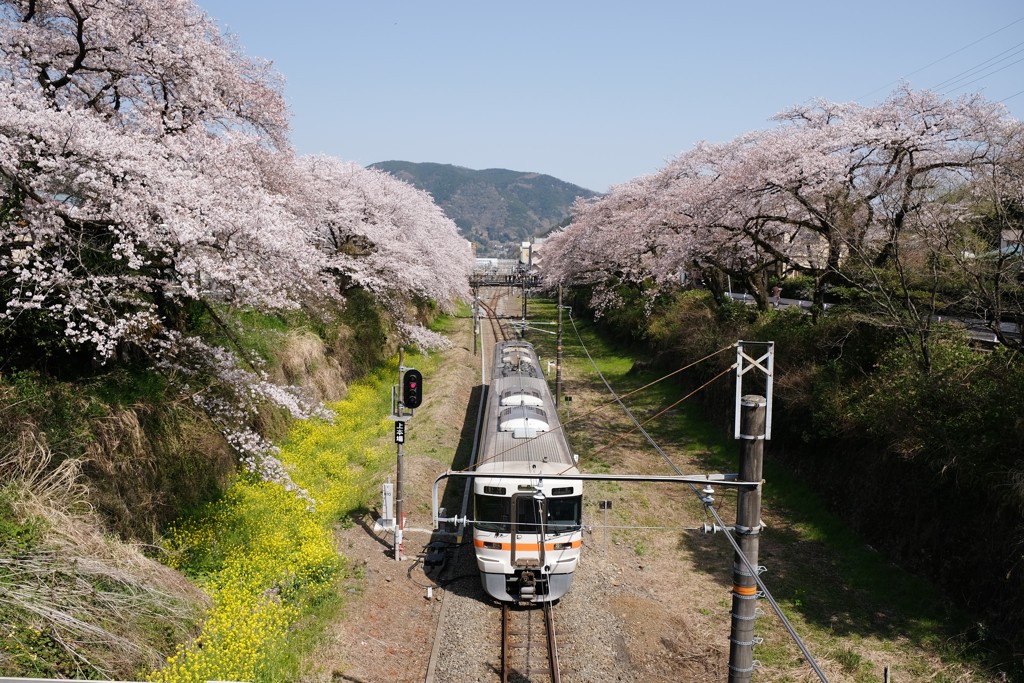 桜祭り