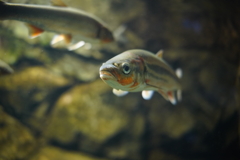 淡水水族館って