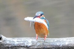 やっと元気なくなった、カワセミ