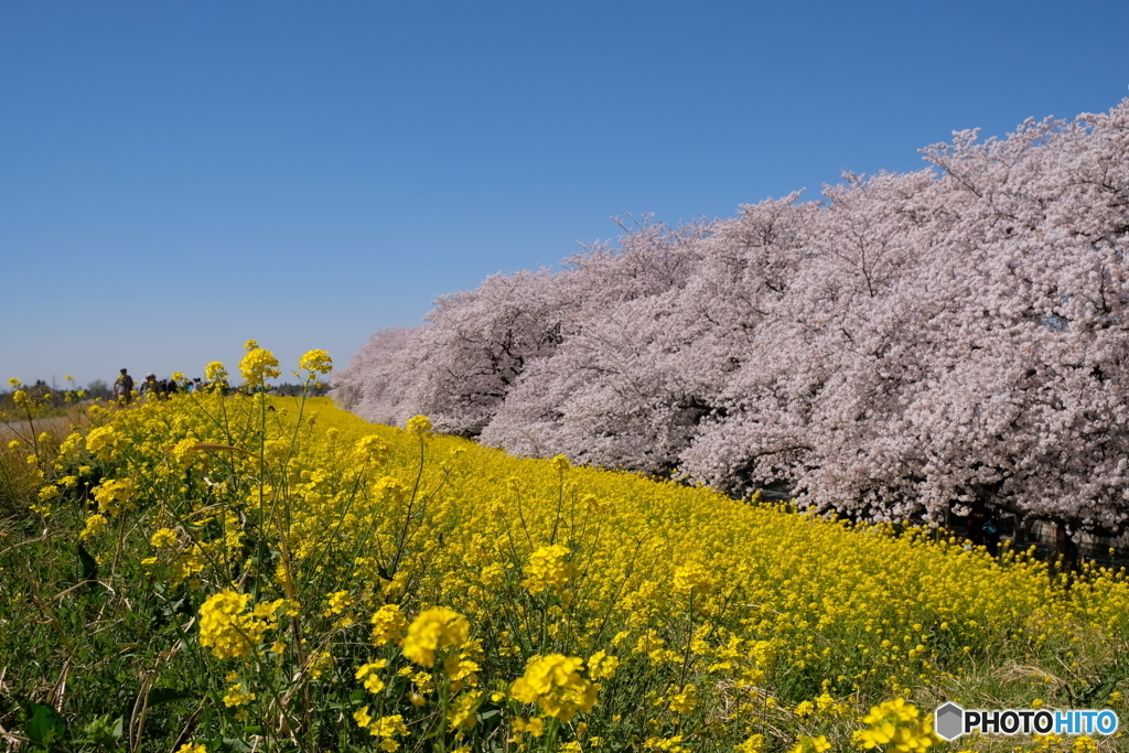 熊谷桜堤