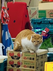 めいちゃんおったよ〜